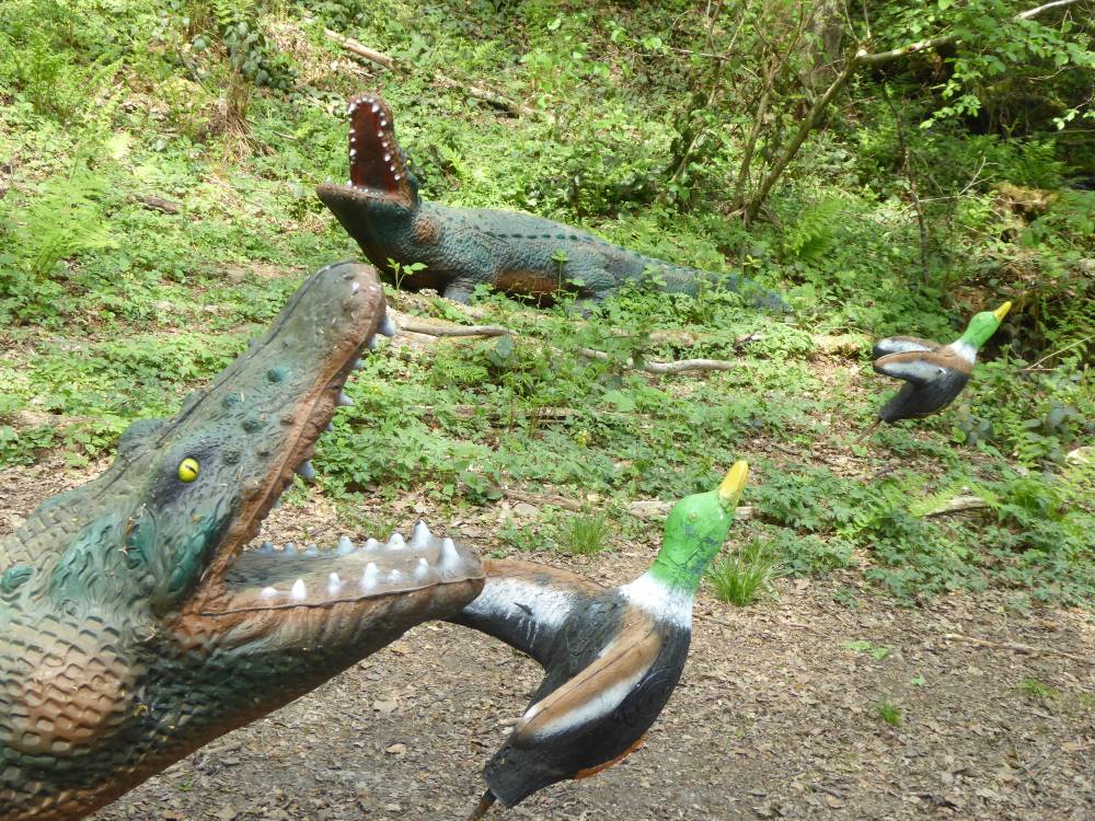 Krokodile mit Stockenten
